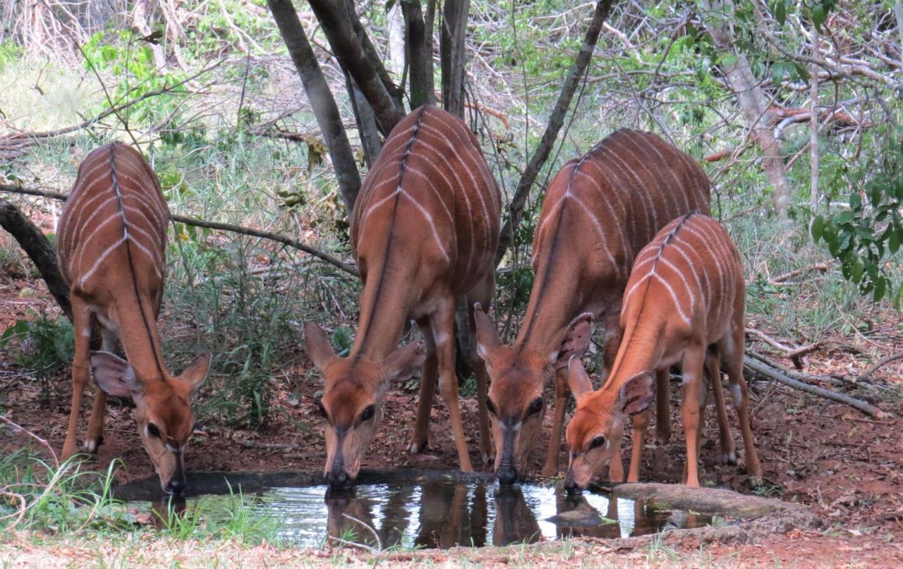 Umkhumbi Lodge Hluhluwe Eksteriør billede