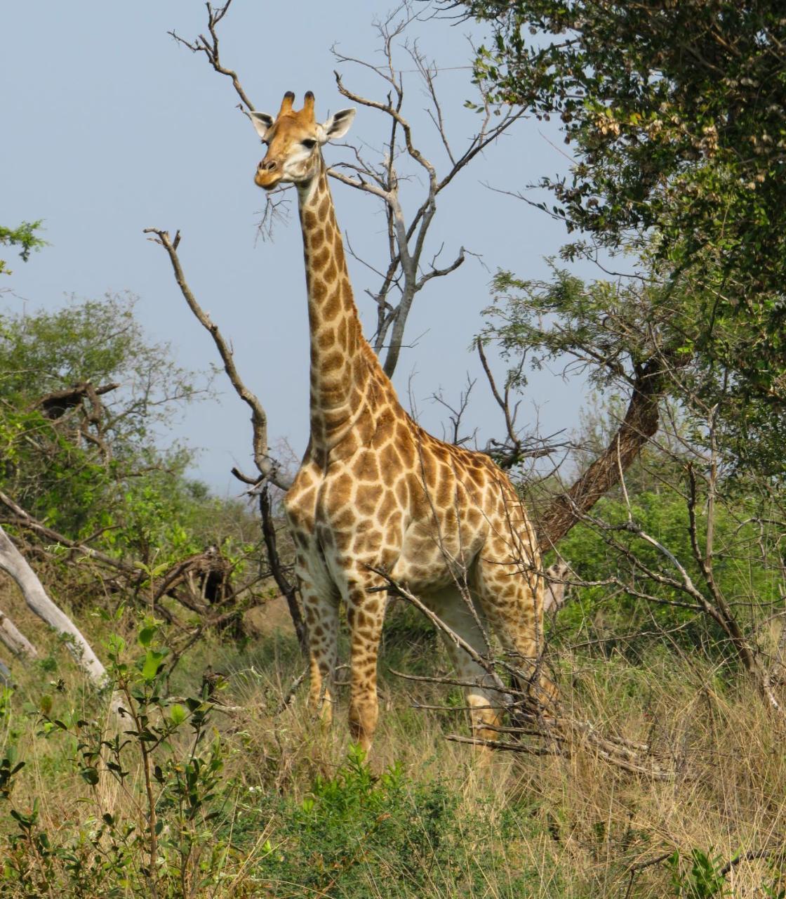 Umkhumbi Lodge Hluhluwe Eksteriør billede